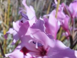 Gladiolus carneus flower